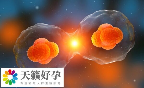 試管嬰兒成功率受卵子質量影響