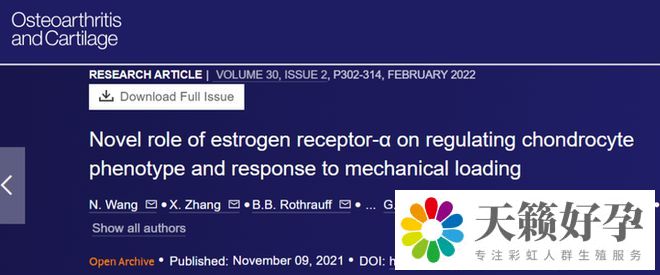 雌激素受體-α 在調(diào)節(jié)軟骨細胞表型和機械負荷反應(yīng)中的新作用