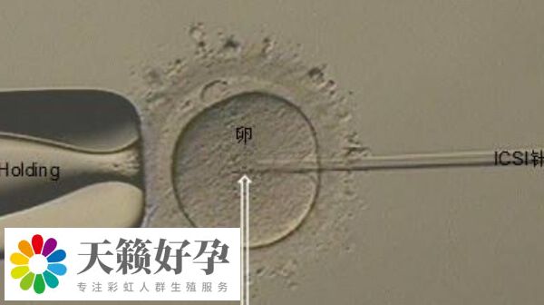 取12個(gè)卵配成2個(gè)胚胎正不正常