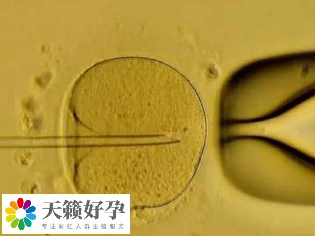 母體健康影響胚胎發(fā)育