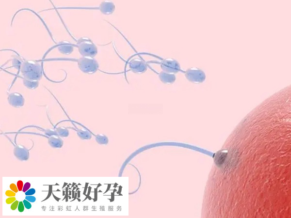 做試管促排要不要結婚證