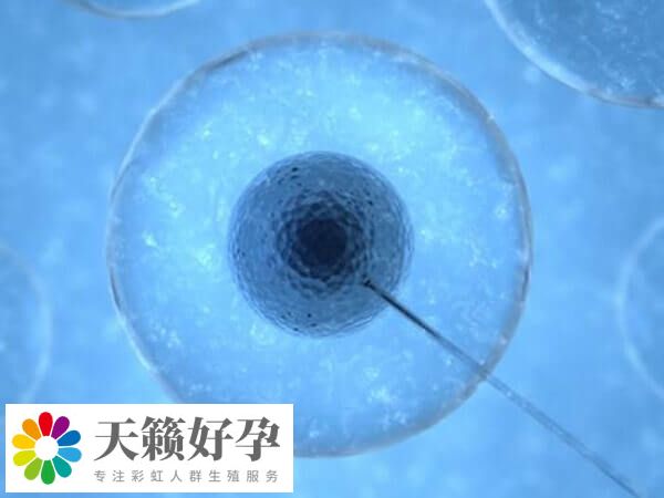 臨床上囊胚移植成功率高
