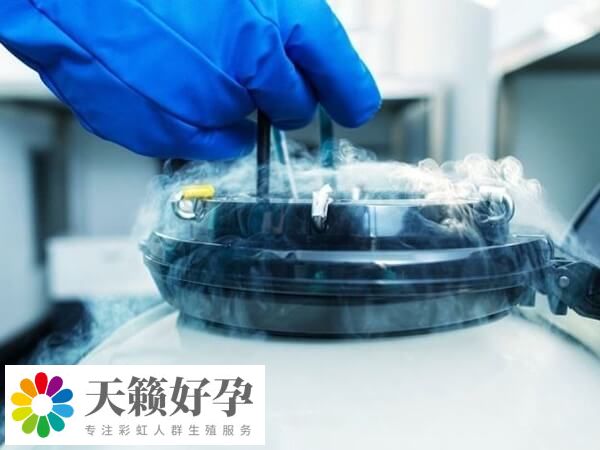 胚胎不進行移植可以選擇冷凍保存