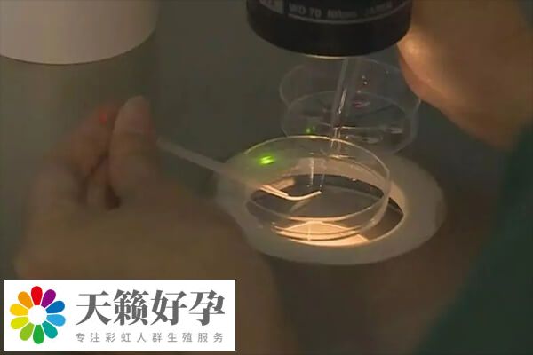 胚胎發育潛力會影響養囊的成功率