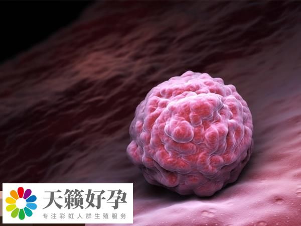 內膜的厚度可以反映子宮的功能狀態