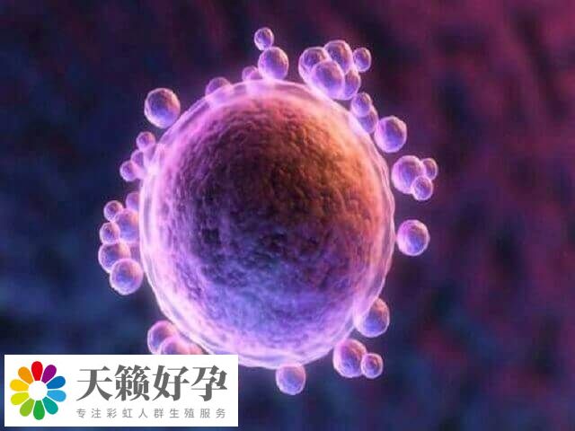 囊胚4bb質量還是不錯的